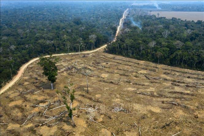 rừng amazon bị tàn phá nghiêm trọng