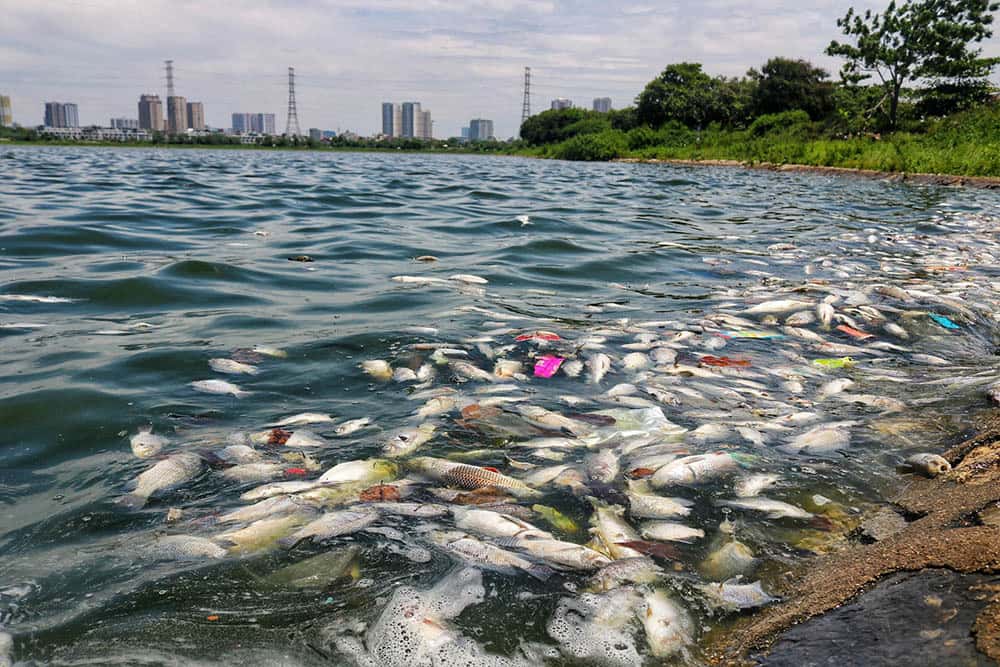 cá chết hồ Yên Sở