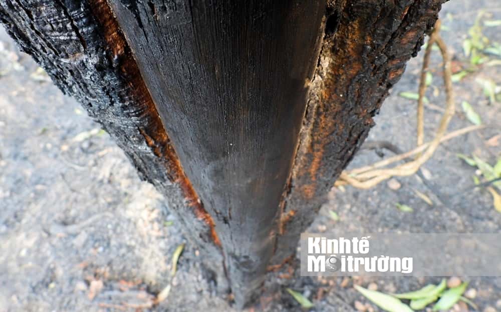 Rừng thông hàng chục năm tuổi bị thiêu rụi tại huyện Hương Sơn (Hà Tĩnh) vào tháng 6/2020.