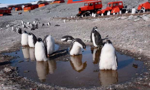 chim cánh cụt có nguy cơ mất môi trường sống