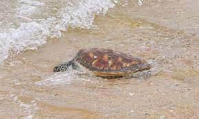Hà Tĩnh thả rùa quý hiếm về biển
