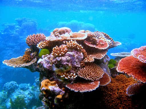 rạn san hô