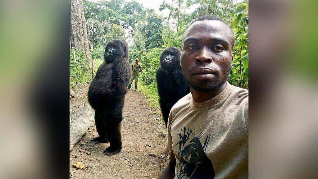 Khỉ đột núi Ndakasi đã chết 