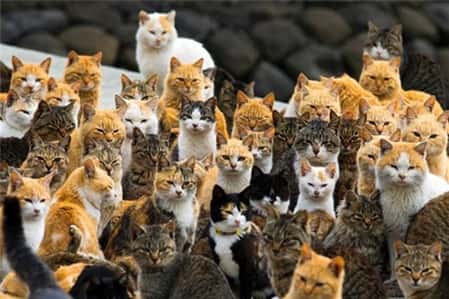 Đảo mèo Nhật Bản