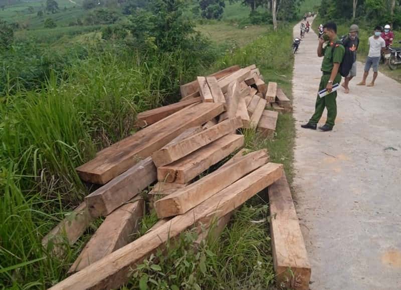 nhân viên bảo vệ rừng ở Phú Yên giấu 155 khúc gỗ