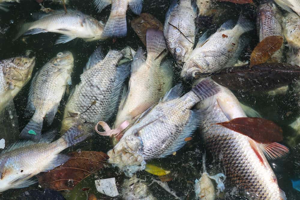 cá chết hồ Yên Sở
