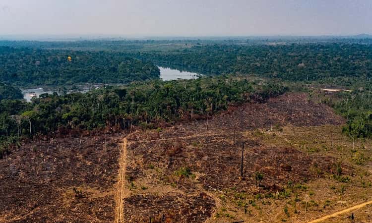 phá rừng amazon