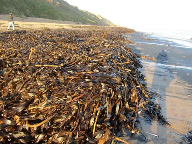 sinh vật biển chết trôi tại bờ biển nước Anh 