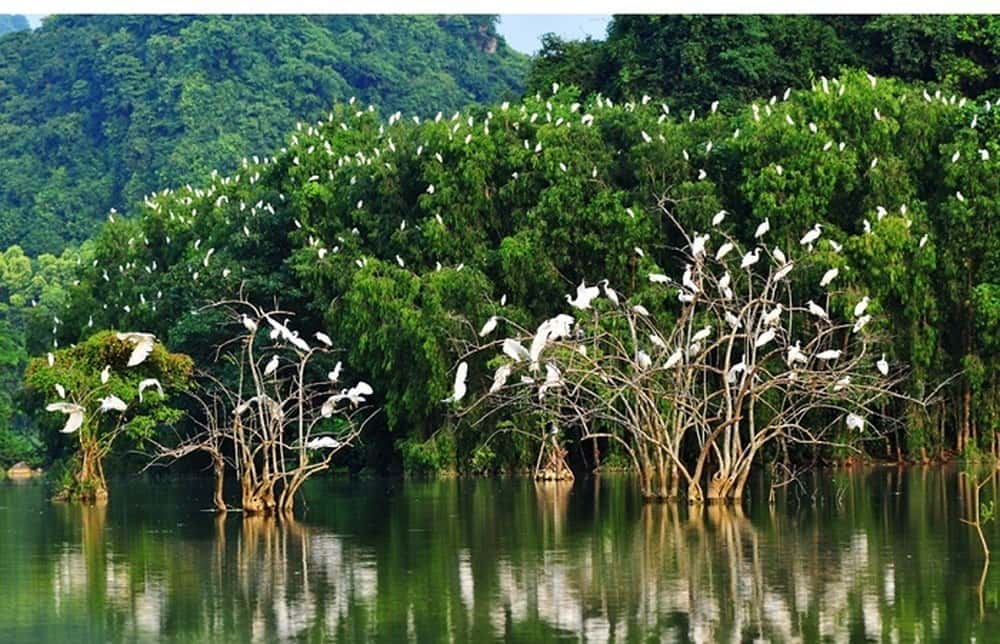 Phục hồi hệ sinh thái rừng ở Việt Nam cần sự chung tay, nhận thức của toàn xã hội.
