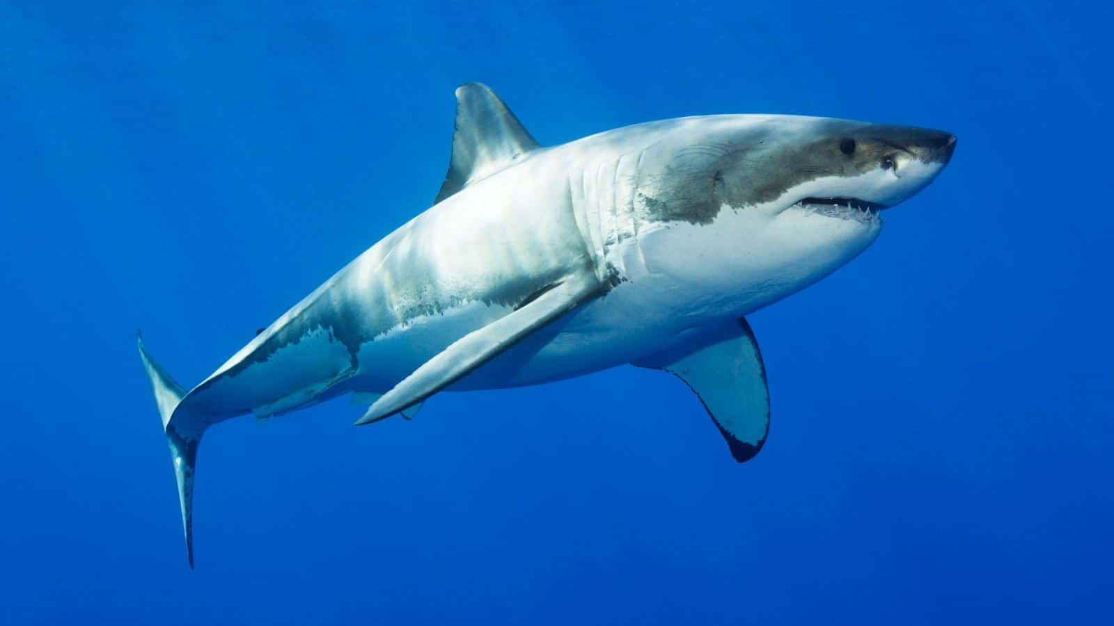 cá mập trắng tấn công con người