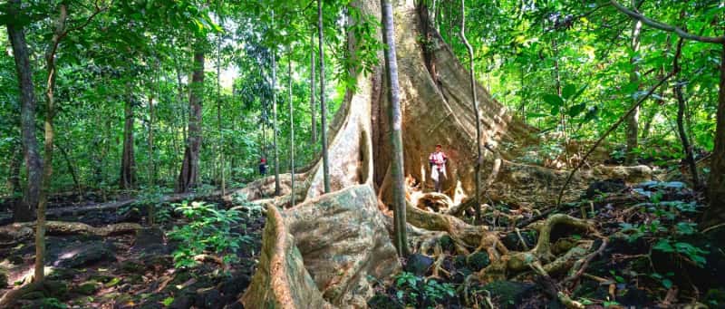 rừng nguyên sinh nổi tiếng tại Việt Nam