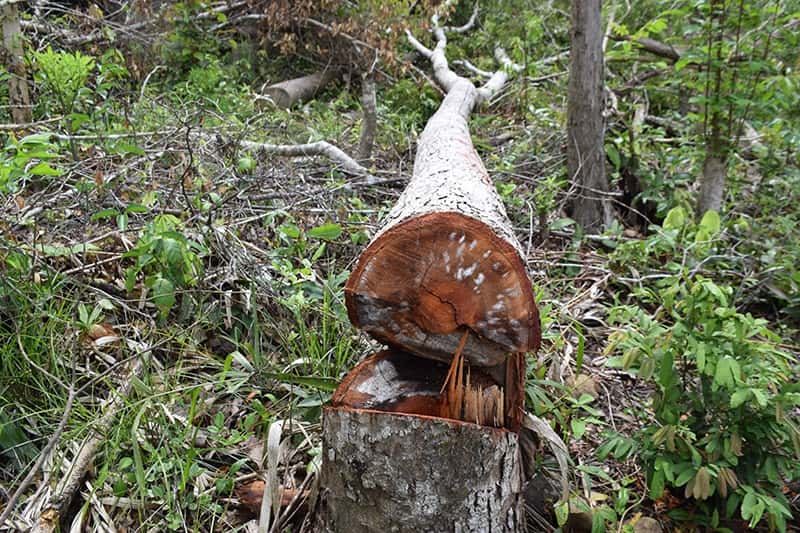 nhân viên bảo vệ rừng ở Phú Yên giấu 155 khúc gỗ