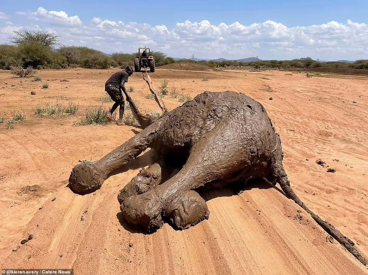 giải cứu đàn voi Châu Phi