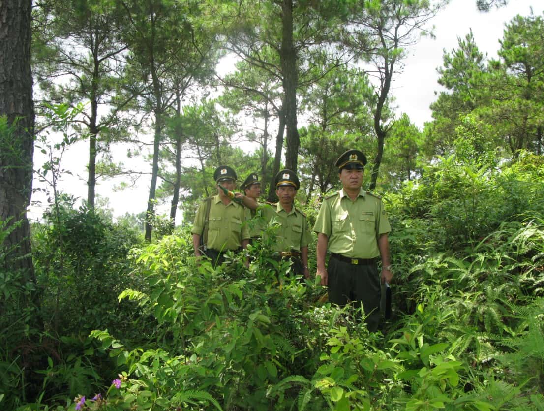bảo vệ rừng