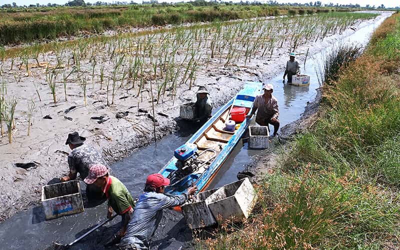 Thu hoạch tôm canh tác theo mô hình tôm - lúa ở Cà Mau