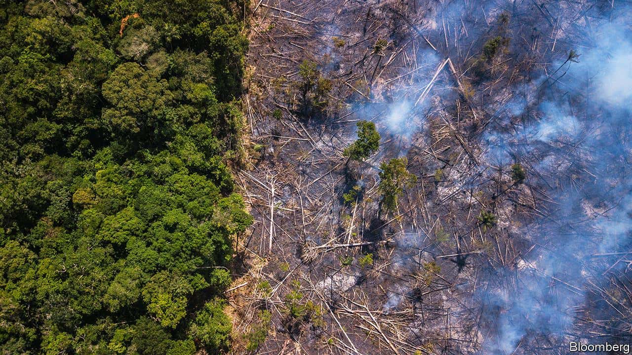 rừng amazon bị chặt phá