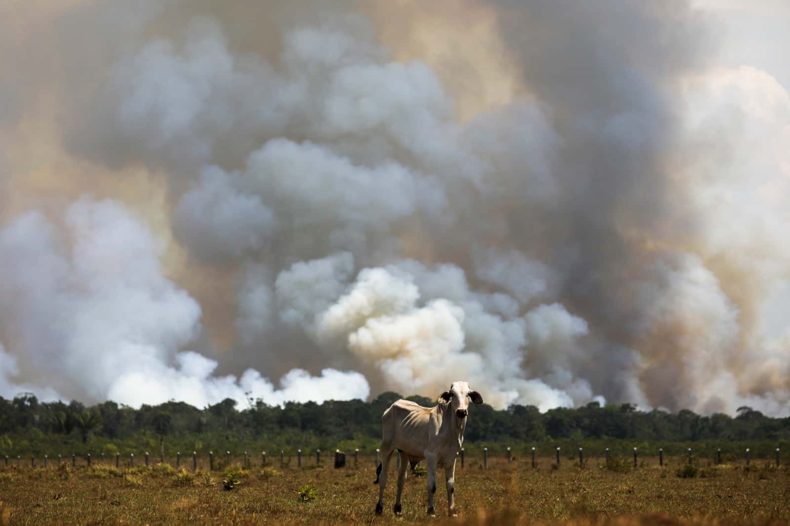 cháy rừng amazon