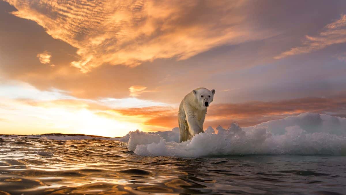 gấu bắc cực