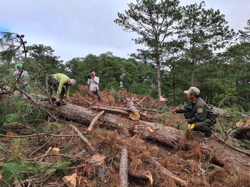 Hiện trường một vụ phá rừng ở tỉnh Lâm Đồng.