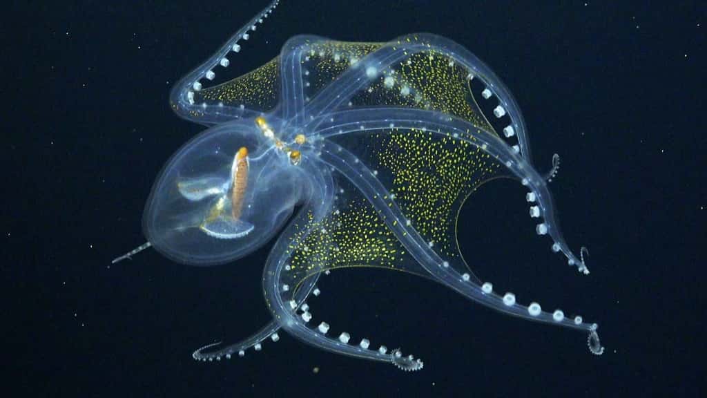 bạch tuộc thuỷ tinh