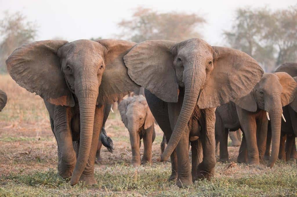 voi ở Mozambique không mọc ngà