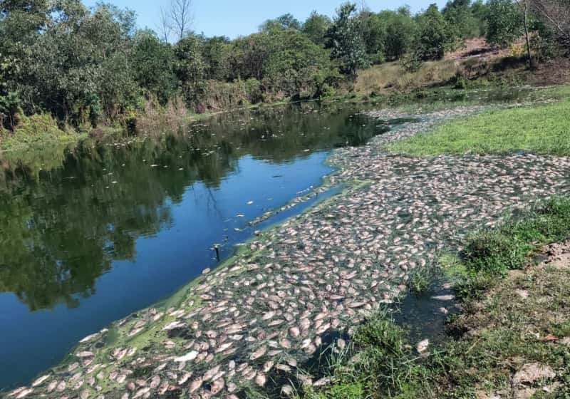 cá chết tại KCN Phong Điền 