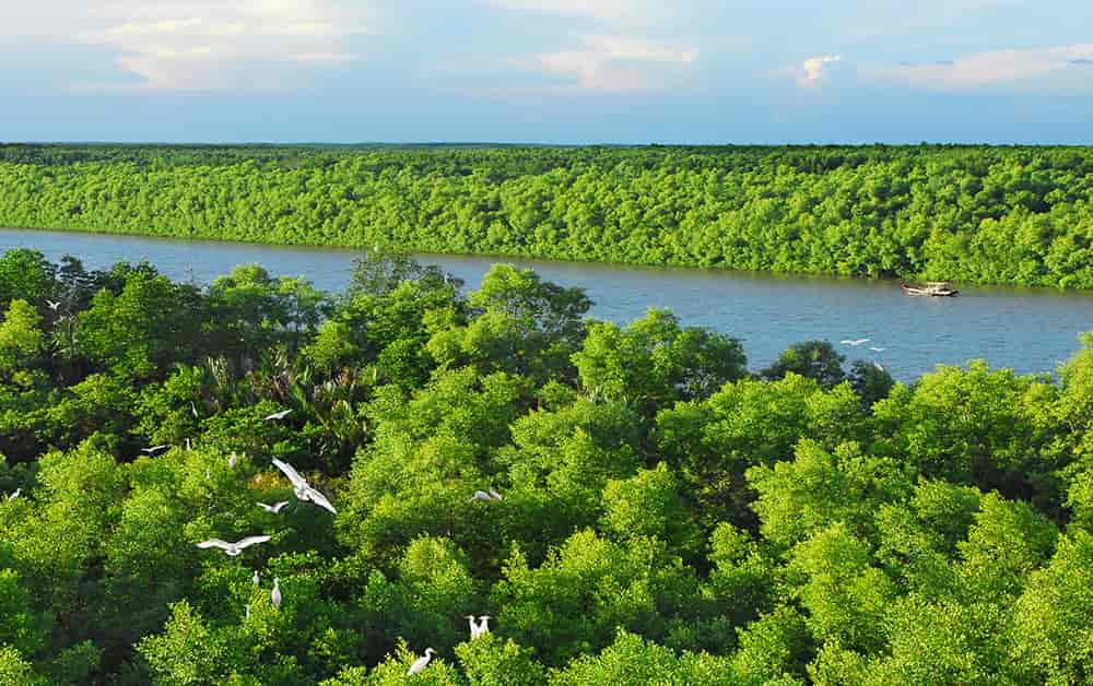 Nỗ lực bảo vệ rừng ngập mặn, nhằm hạn chế tiêu cực của biến đổi khí hậu