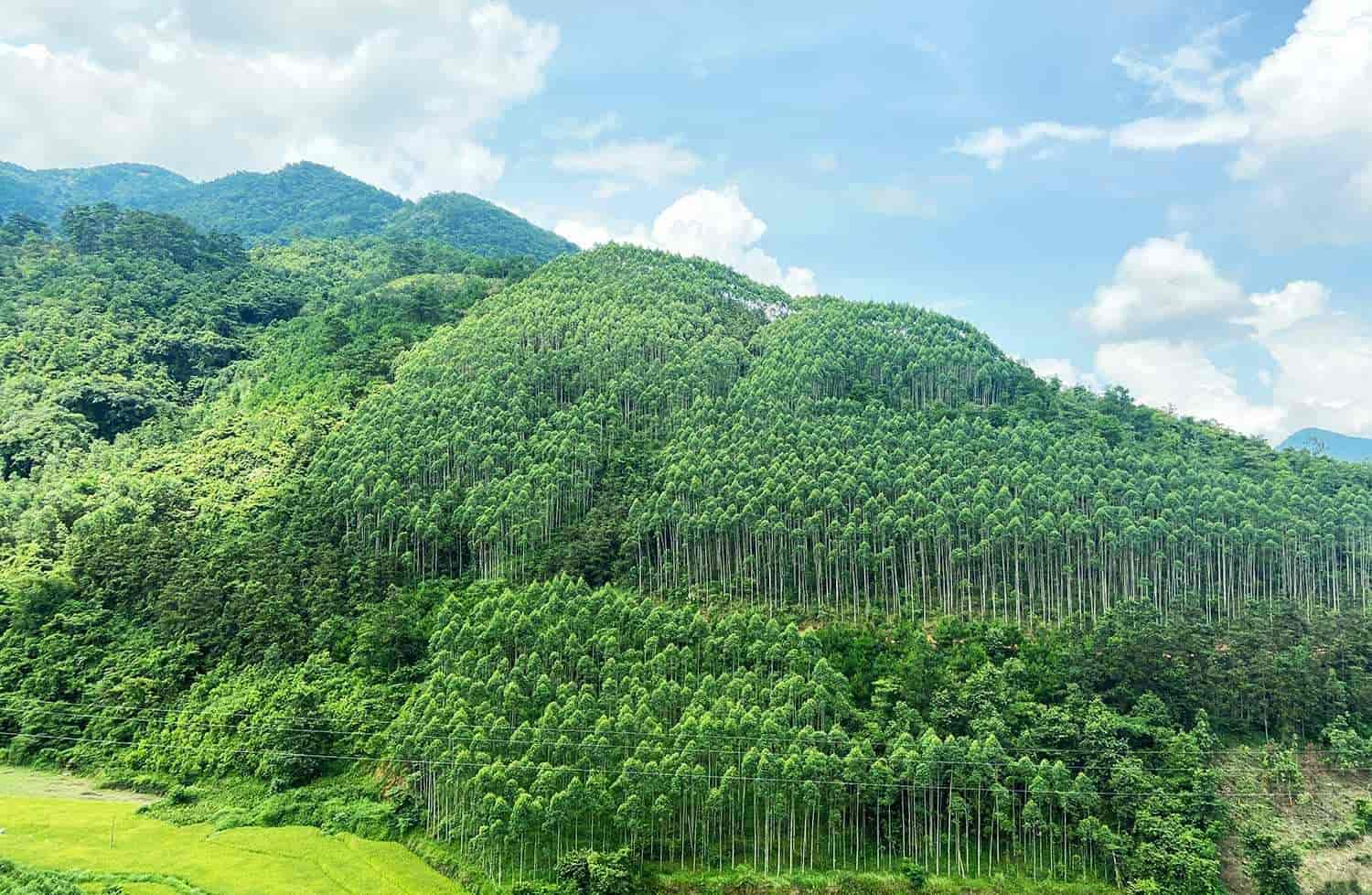 Nâng cao chất lượng rừng nhằm ứng phó với biến đổi khí hậu