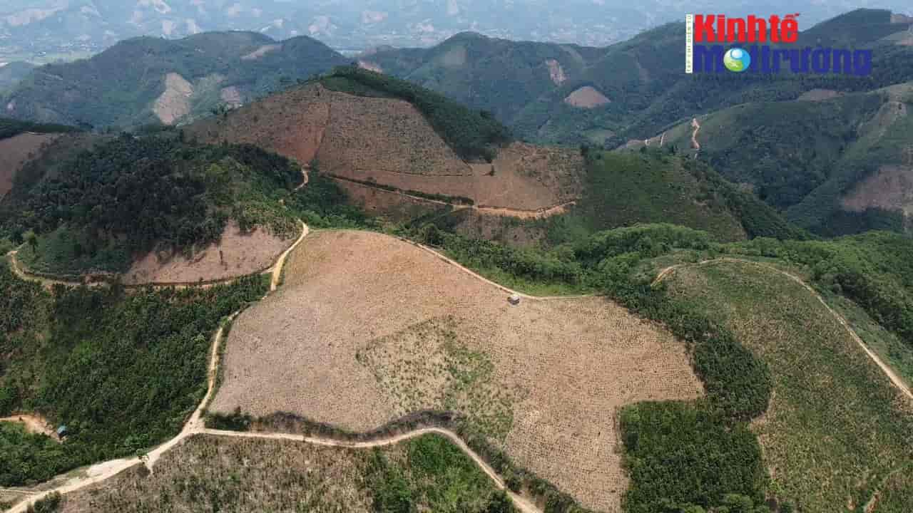 Yên Bái: Xử lý nghiêm hành vi phát phá rừng trái phép sau phản ánh của Tạp chí Kinh tế Môi trường