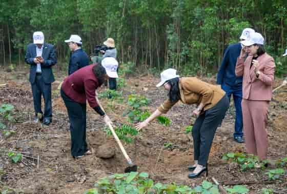 Quảng Bình: Tết trồng cây phát động trồng 9000ha rừng năm 2023