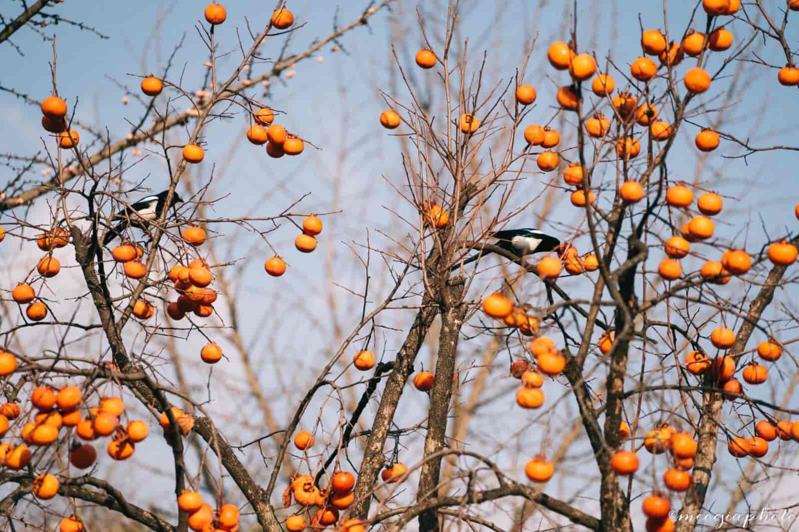 Biến đổi khí hậu khiến diện tích cây ăn trái của Hàn Quốc bị thu hẹp