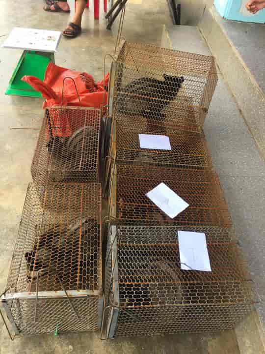 Hà Tĩnh: Phát hiện 9 con cầy vòi hương bị nuôi nhốt trái phép