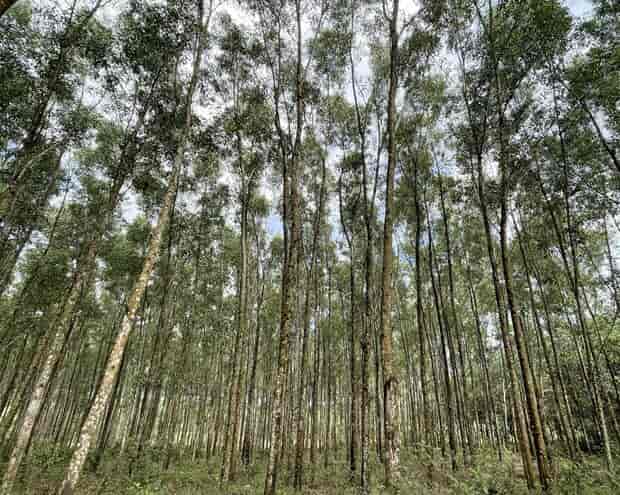 Quảng Trị: Hiệu quả kinh tế cao nhờ trồng rừng gỗ lớn chống biến đổi khí hậu