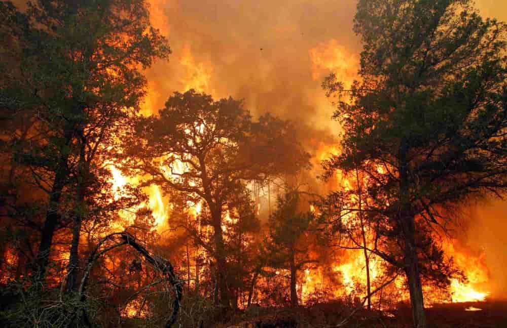 Nguyên nhân nào dẫn đến các vụ cháy rừng ở Việt Nam?