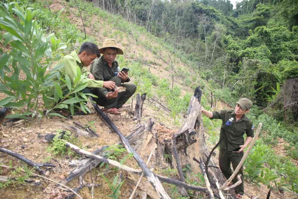 Quảng Trị: Đề nghị xử lý thêm nhiều hộ dân phá rừng trồng phòng hộ