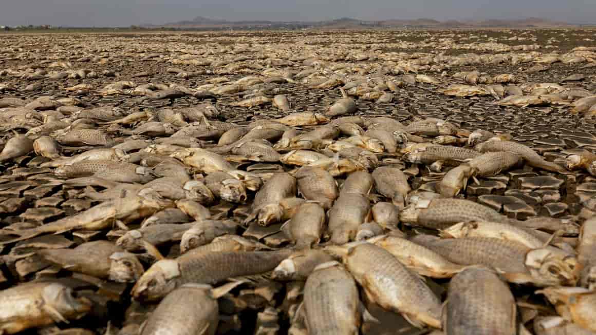 Hạn hán kéo dài, cá chết khô hàng loạt vì mắc cạn ở Mexico