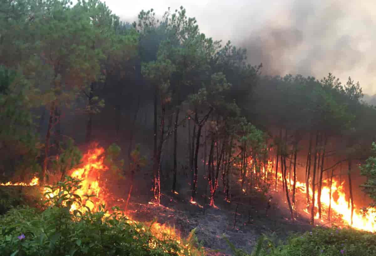 Lâm Đồng: Tăng cường các biện pháp phòng cháy chữa cháy rừng trong thời gian cao điểm mùa khô 2024