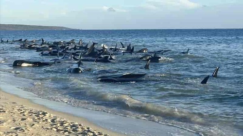Giải cứu 130 con cá voi mắc cạn trên bờ biển ở Australia