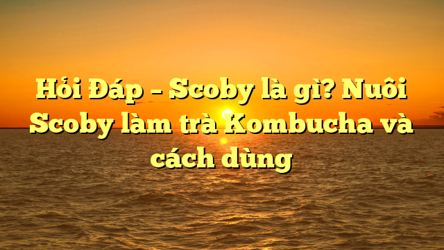 Hỏi Đáp – Scoby là gì vậy? Nuôi Scoby làm trà Kombucha và cách dùng