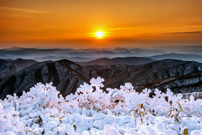 Khu rừng tuyết trắng như trong cổ tích ở Hàn Quốc - 10